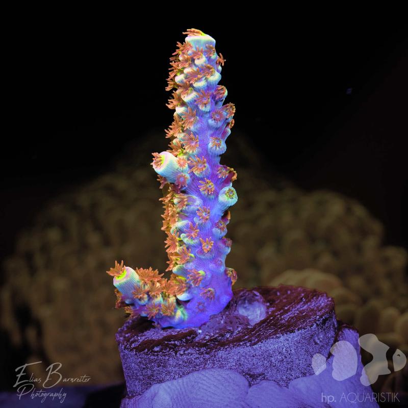 Acropora RRA Ultimate Orange Passion